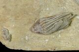 Fossil Crinoid and Starfish Association - Crawfordsville, Indiana #149017-2